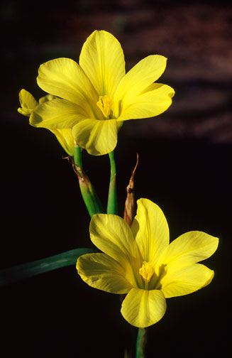 Moraea collina