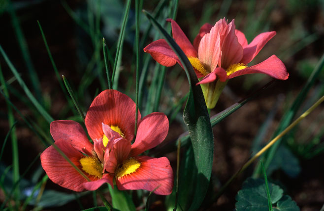 Moraea tricolor