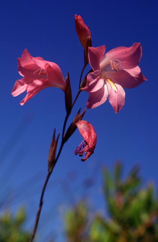 Gladiolus brevifolius 