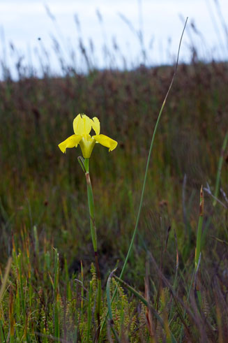 Moraea neglecta 