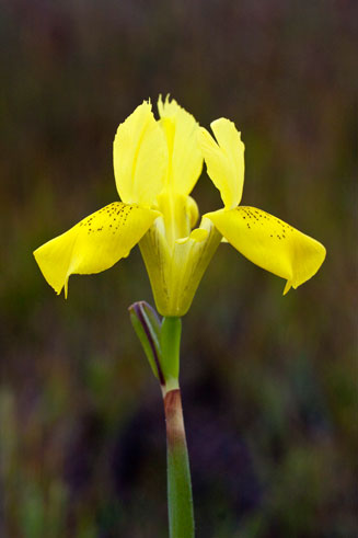 Moraea neglecta 