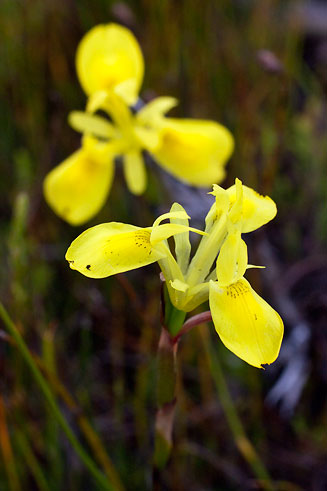 Moraea neglecta 
