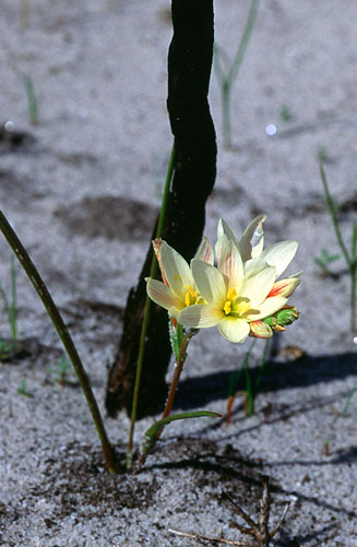Geissorhiza hispidula