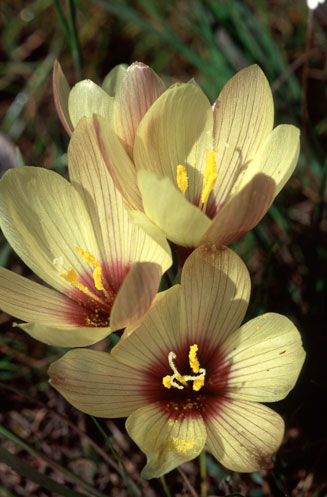 Geissorhiza ovata