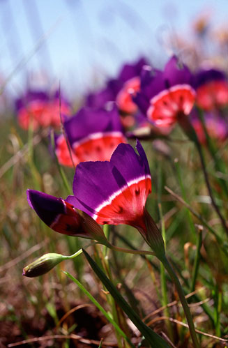 Geissorhiza radians
