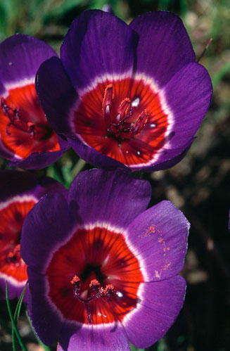 Geissorhiza radians