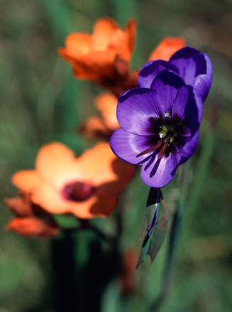 Geissorhiza splendidissima 