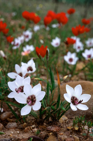 Geissorhiza tulbaghensis 