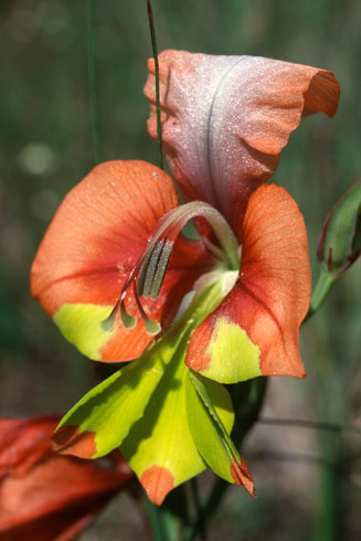 Gladiolus alatus  
