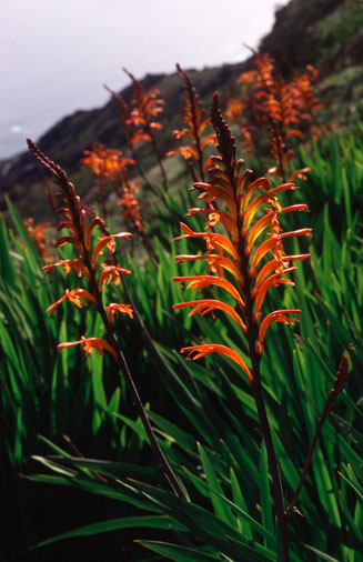 Chasmanthe floribunda
