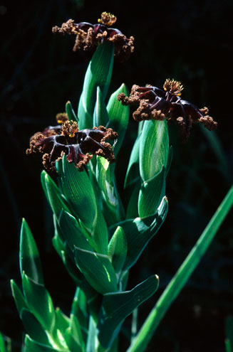 Ferraria crispa