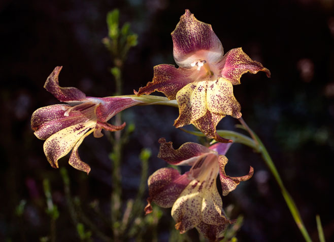 Gladiolus maculatus 