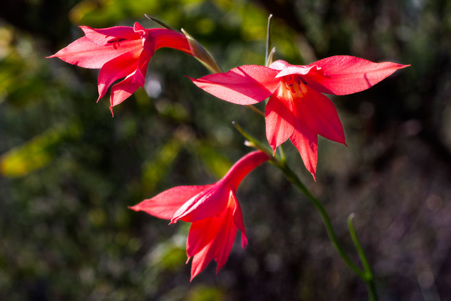 Gladiolus priorii 