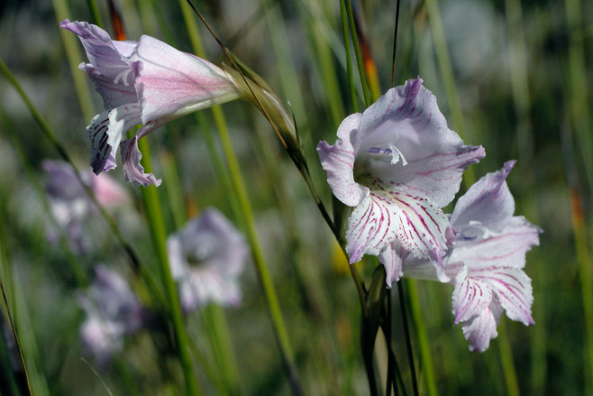 Gladiolus hirsutus