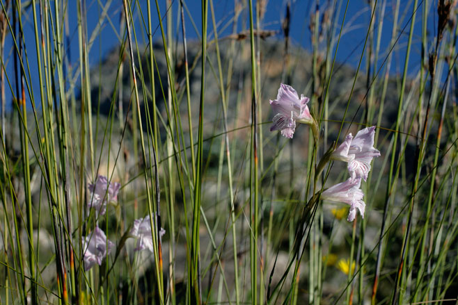 Gladiolus hirsutus