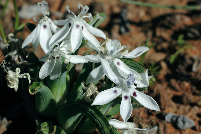 Lapeirousia pyramidalis