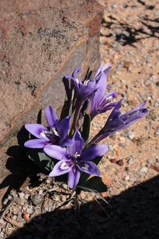 Babiana cuneata