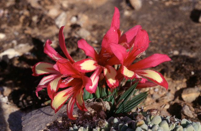 Babiana attenuata