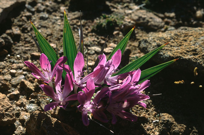 Babiana dregei 