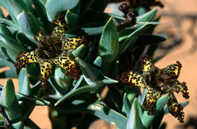 Ferraria schaeferi 