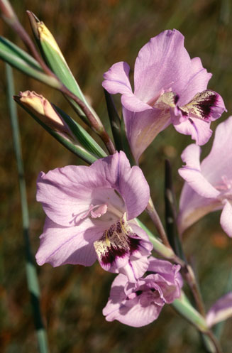 Gladiolus carinatus 