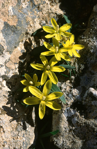 Ixia acaulis