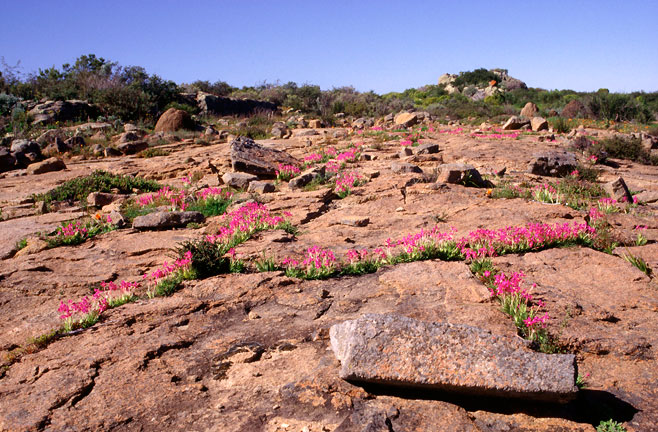 Lapeirousia silenoides