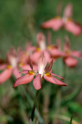 Moraea ciliata