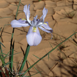 Moraea fugax