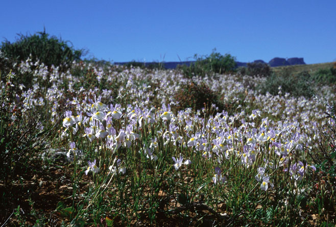 Moraea serpentina