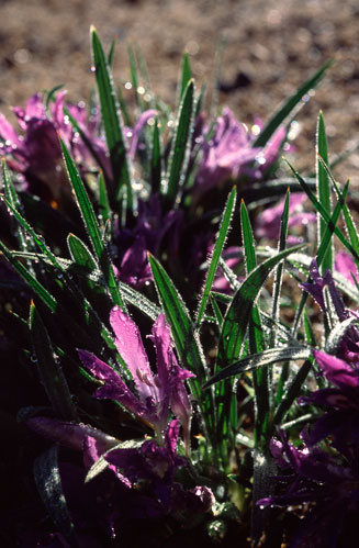 Babiana attenuata 