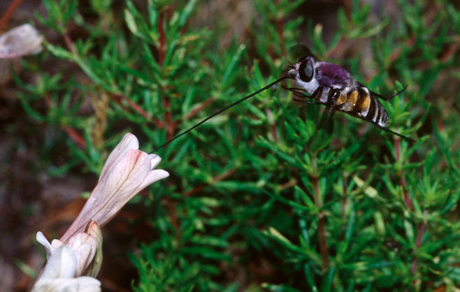 Tritonia flabellifolia