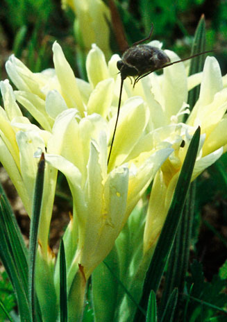 Babiana vanzijliae  