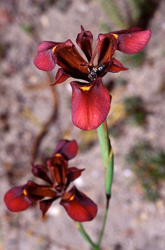 Moraea lurida