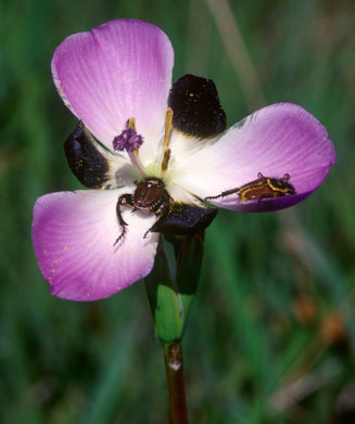 Aristea lugens 