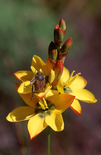 Ixia dubia