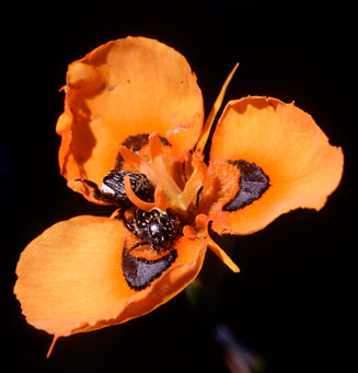 Moraea villosa