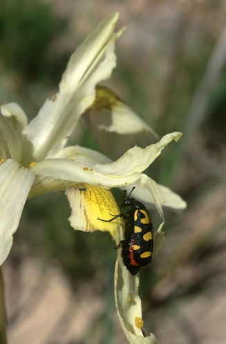 Moraea anomala