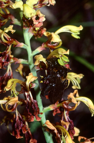 Tritoniopsis parviflora