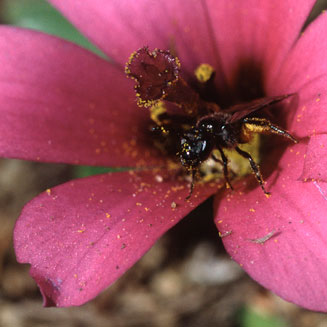 Moraea versicolor