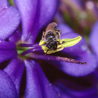 Aristea capitata