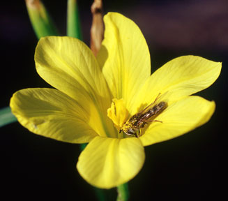 Moraea collina