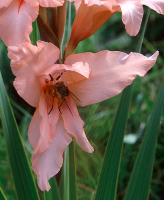 Gladiolus oppositiflorus 