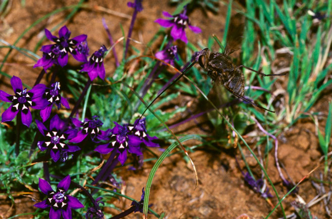 Babiana framesii