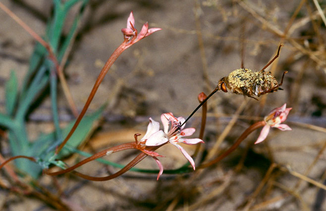 Lapeirousia anceps