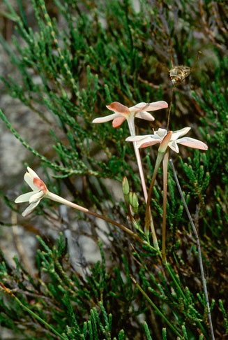 Ixia paniculata 