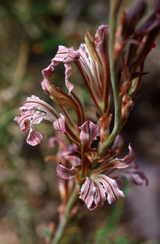 Tritoniopsis elongata