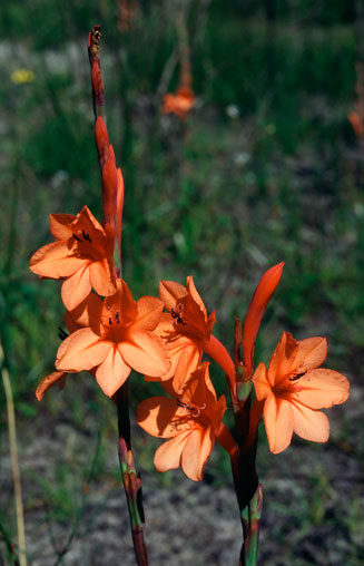 Watsonia fergusoniae