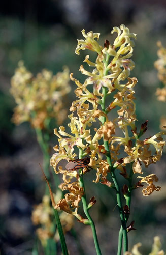 Tritoniopsis caffra