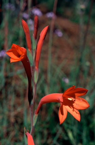 Watsonia bachmannii